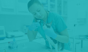 Tiermedizin teaser 1 Ein Studierender des Tiermedizin Studium bei der praktischen Arbeit