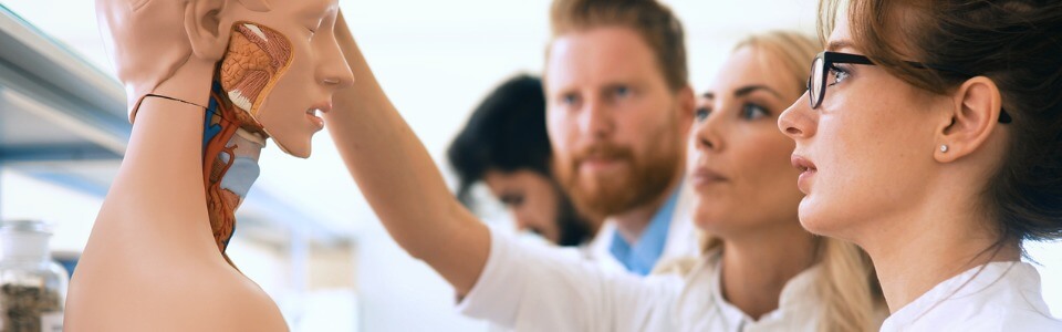 Nc humanmedizin trennerbild im text eins Gruppe von Humanmedizin Studenten schauen sich eine plastische Figur des menschlichen Körpers an