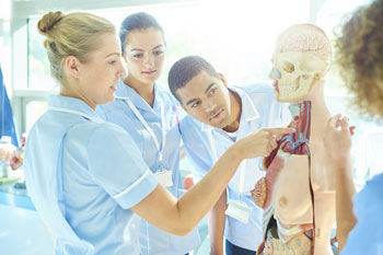Medizinstudenten lernen die Anatomie des Körpers anhand einer lebensgroßen Menschenfigur aus Plastik