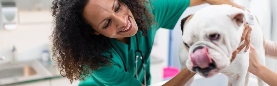 Nc tiermedizin trennerbild im text zwei